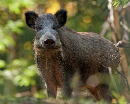 Откриха нови случаи на африканска чума в Силистра и Добрич