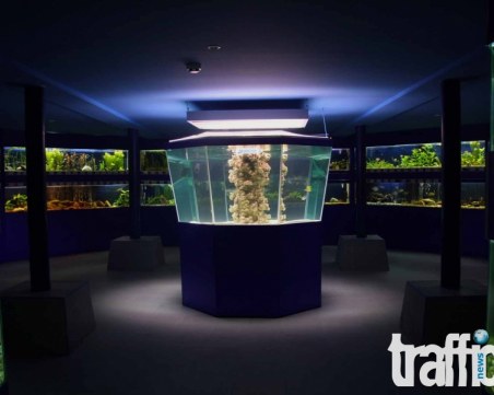 Откриват нова зала с акули и мурени в Природонаучния музей в Пловдив