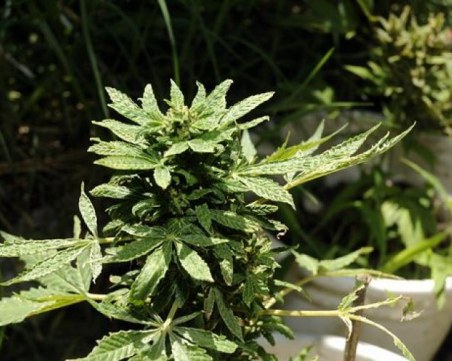 Учени от БАН: Екстракт от канабис убива ракови клетки