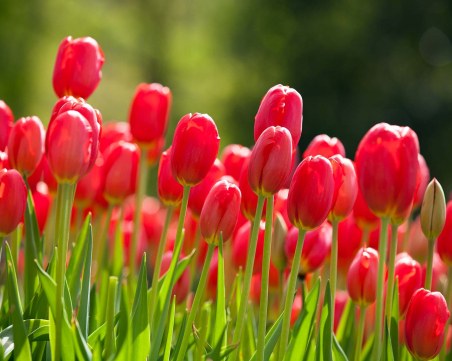 Уикендът – слънчев и топъл. От идния вторник застудява, завалява