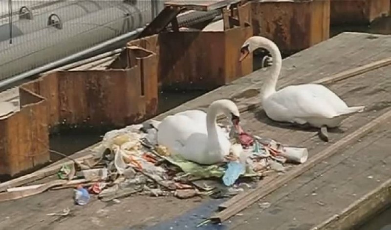 Двойка лебеди си направи гнездо сред боклуци, разби сърцата на хиляди ВИДЕО