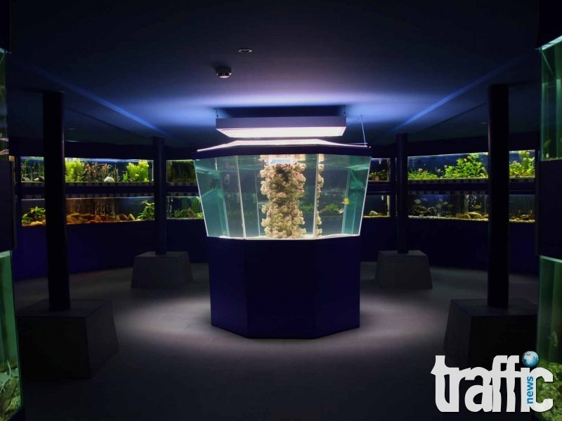 Откриват нова зала с акули и мурени в Природонаучния музей в Пловдив