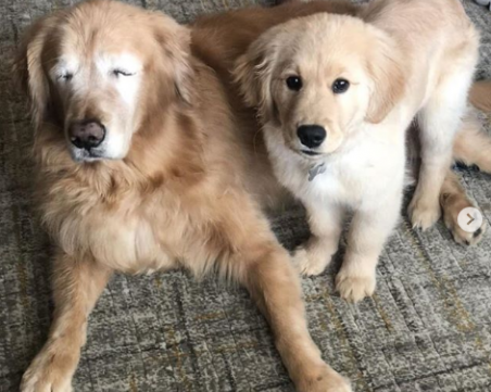 Пале стана водач на сляп голдън ретривър ВИДЕО