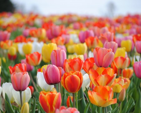 Пролетта е тук! Радваме се на слънце през уикенда