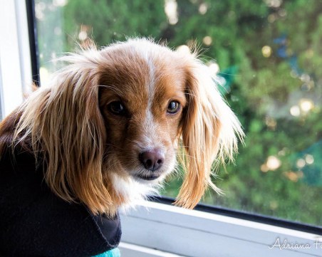 Животните актьори - с до 1000 лв. хонорар на ден