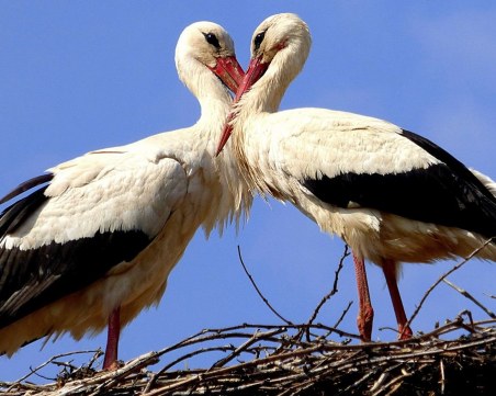 Благовещение е! Носете пари в джоба, не спете до късно, за да не се разболеете!