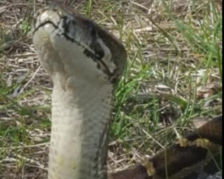 Питон беглец скита в Студентски град, деца му се радват