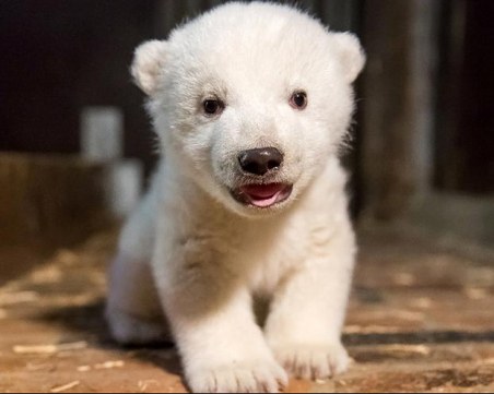 Полярно мече е звезда в зоопарка в Берлин ВИДЕО