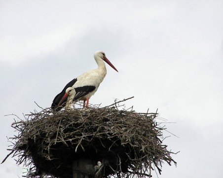 Спасяват щъркеловите гнезда у нас с 900 платформи