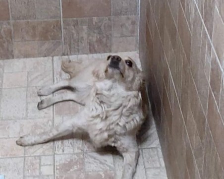 Блъснато куче на улица в Пловдив се нуждае от спешна помощ за лечение