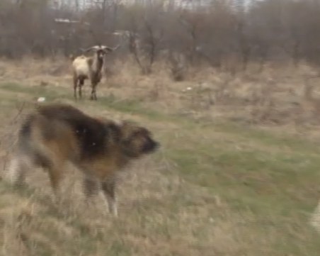 Чипирани кучета нападат в столичния парк 