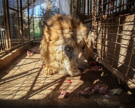 Мащабна спасителна мисия в Ивицата Газа! Спасяват животни от зоопарк