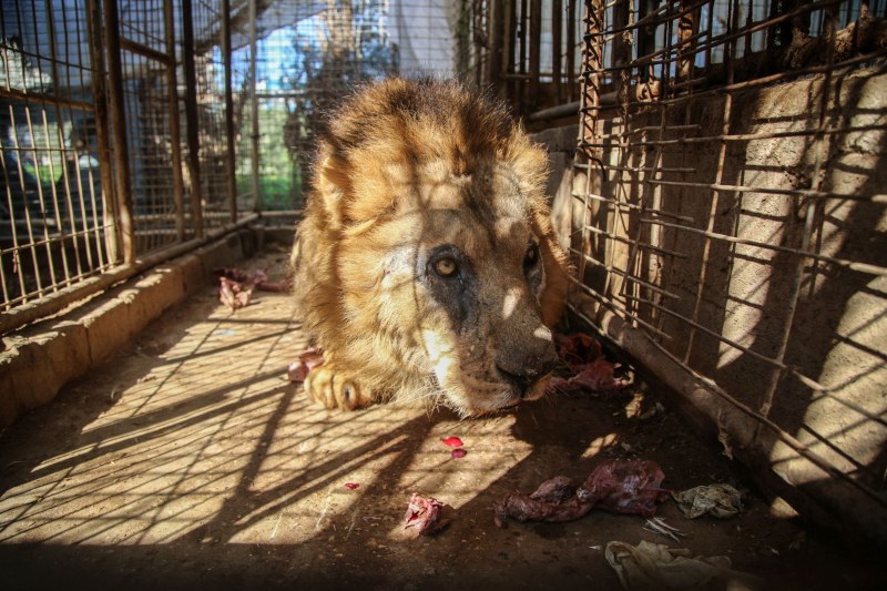 Мащабна спасителна мисия в Ивицата Газа! Спасяват животни от зоопарк