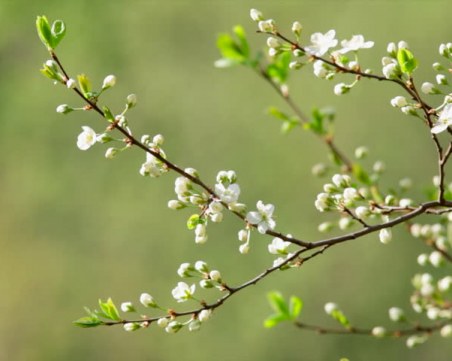 Капризно време: Хлад до петък, топъл уикенд. Април идва с дъжд!