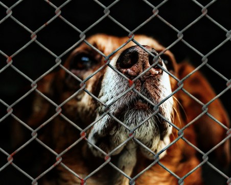 Кучешко щастие: Бездомни псета от София се уреждат с подслон в Германия