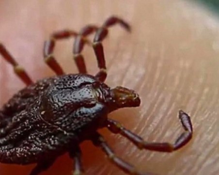 От утре кърлежите в Пловдив да треперят! Започват с кучешките площадки