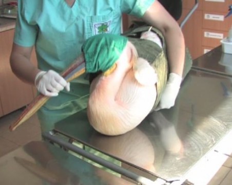 Отново стрелба по защитена птица! Бракониери простреляха розов пеликан