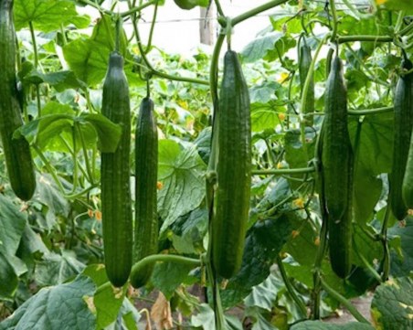 Търговски трикове: Краставицата: 1,60 лева от оранжерията, на пазара – 3,60