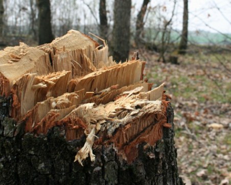 Дърво уби жена! Обвиниха 57-годишен, товарил незаконно добит дървен материал