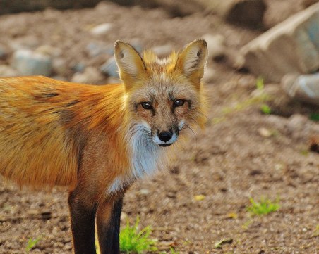 Ваксинират дивите животни у нас от 12 самолета