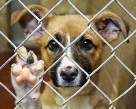 Протест срещу насилието над животни свикват в София