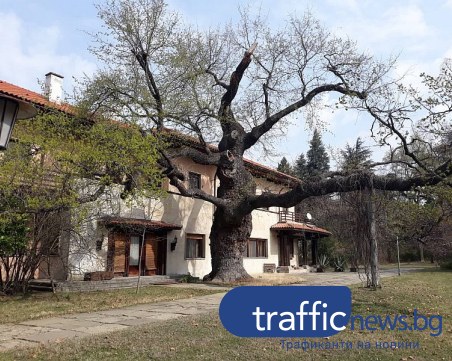 260-годишен дъб расте в двореца Кричим