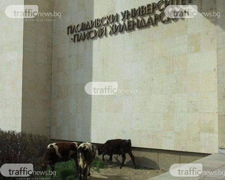 Бъдещи висшистки от ПУ-то използват междучасието, за да похапнат. Да им е сладко! СНИМКИ