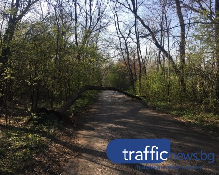 Дърво падна в Лаута, прегради алея СНИМКИ