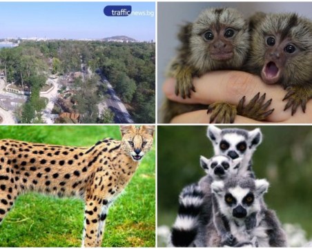 Мармозети, сервал и сурикати в пловдивския зоопарк! Плащат 70 000 лв. за екзотични животни