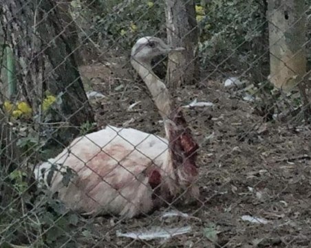 Оперираха по спешност птица нанду в Стара Загора след инцидент с куче