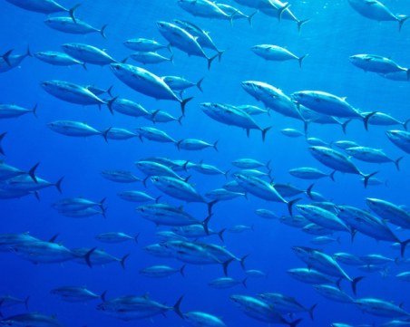 Рибите в Черно море намаляват заради замърсяването и свръхулова