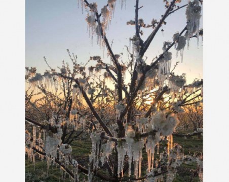 Реколтата е обречена! Ледени висулки провиснаха от череши, праскови и кайсии