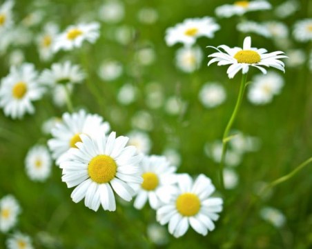 Април дойде, а времето ще е? През месеца – от минус 3 до 29 градуса