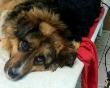 Бездомно куче спаси 8 души при пожар