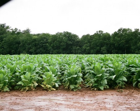 До дни решават проблема с неизплатени пари на тютюнопроизводители от гръцка фирма