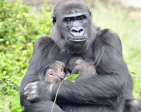 Мъск записа песен, посветена на умряла горила