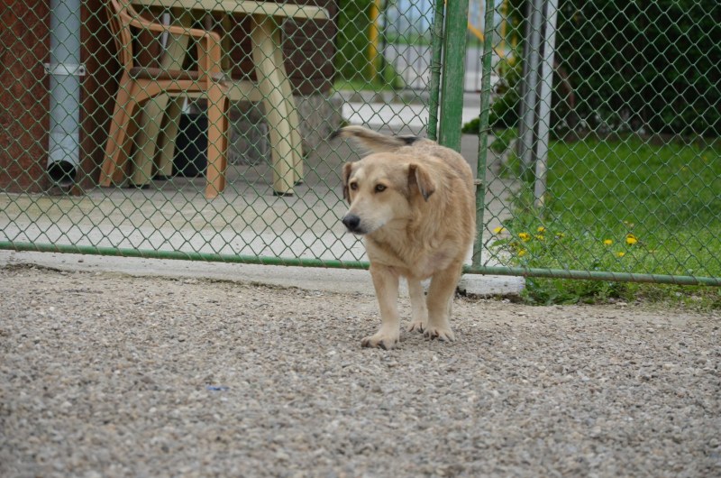 Ден на отворените врати в общинския приют за кучета