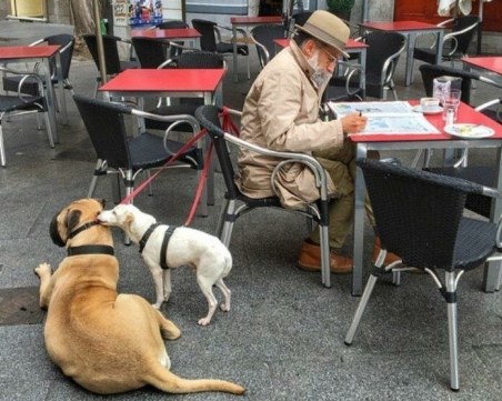 Доказаха, че домашните животни удължават живота