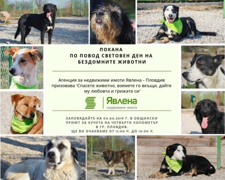 Изоставени души търсят дом и семейство! Елате да ги видите с Явлена-Пловдив