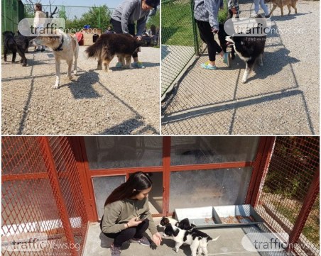 Пловдивчани изхвърлиха кашон с кученца край града, над 70 обитатели на приюта чакат своя 