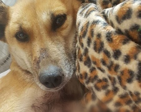 Влак премаза краката на куче, спешно търсят средства за лечението му