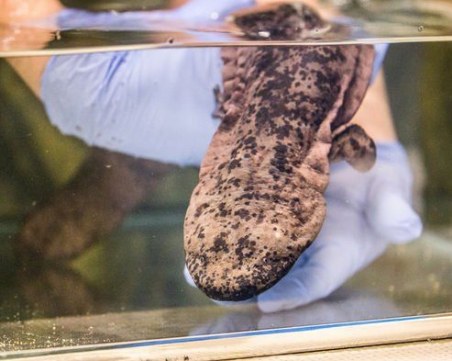 Гигантски саламандри пристигнаха в Лондон в зърнена закуска