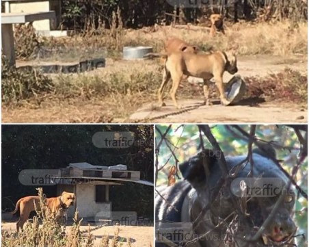 Още 6 питбула от Арената на смъртта в Пловдив са починали в приюта