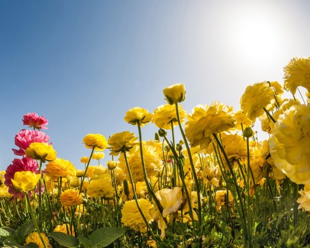 Петъчно слънце ни огрява. През уикенда ще е облачно, може и да превали