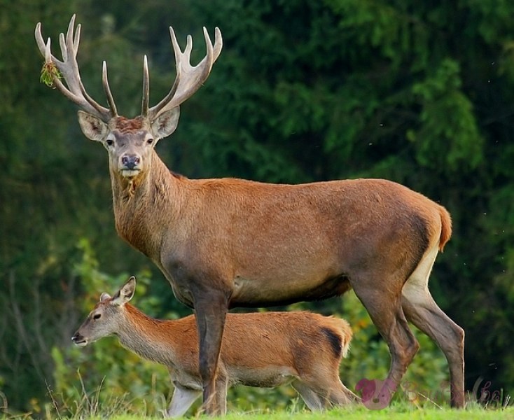 Откриха убит и разфасован от бракониери елен в Шуменско