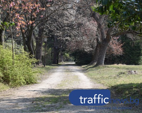 С цвят на магнолия и аромат на вишна: Райската градина на 20 км. от Пловдив