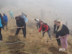 Доброволци създадоха борова гора край Пловдив