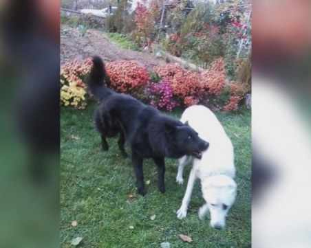 Без намордник, без каишка... Куче нахапа 8-годишно дете в Биволаре