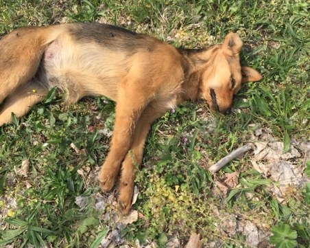 Пребиха до смърт улично куче в Асеновград