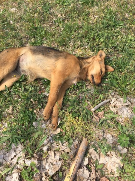 Пребиха до смърт улично куче в Асеновград